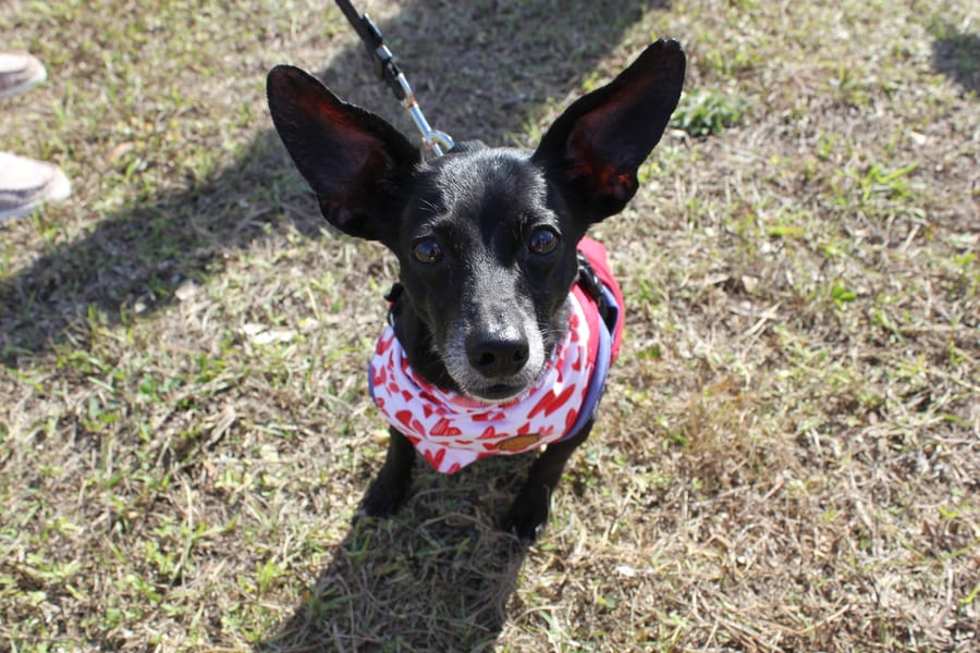 Woofstock_20250208 (96)