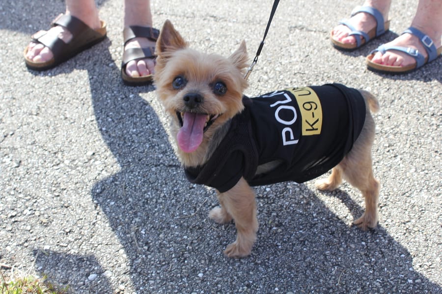 Woofstock_20250208 (95)