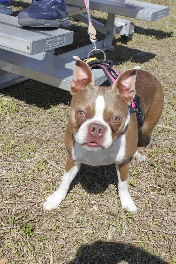 Woofstock_20250208 (90)
