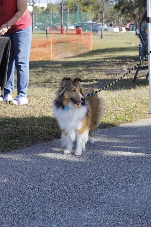 Woofstock_20250208 (48)