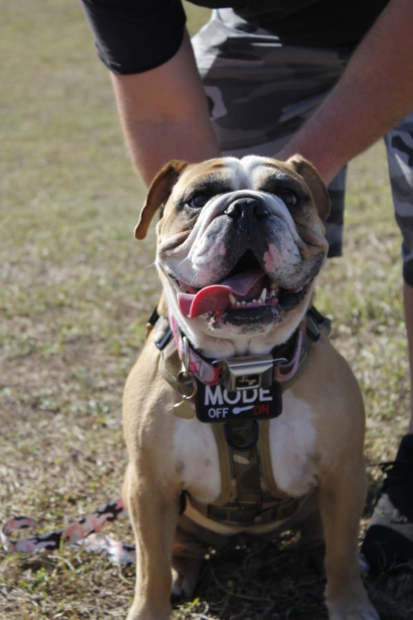 Woofstock_20250208 (53)