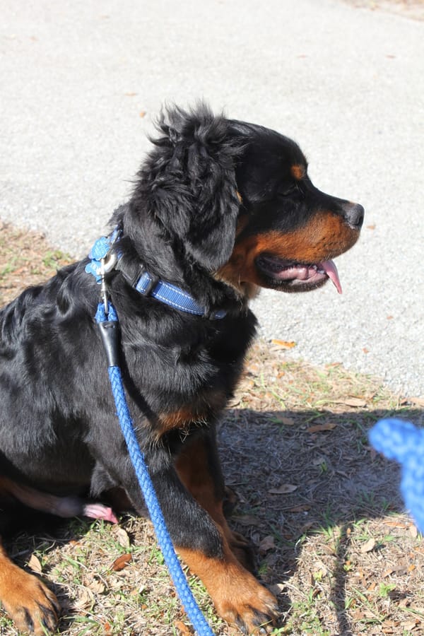 Woofstock_20250208 (101)