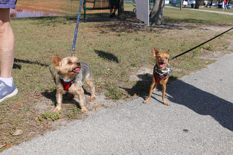 Woofstock_20250208 (23)