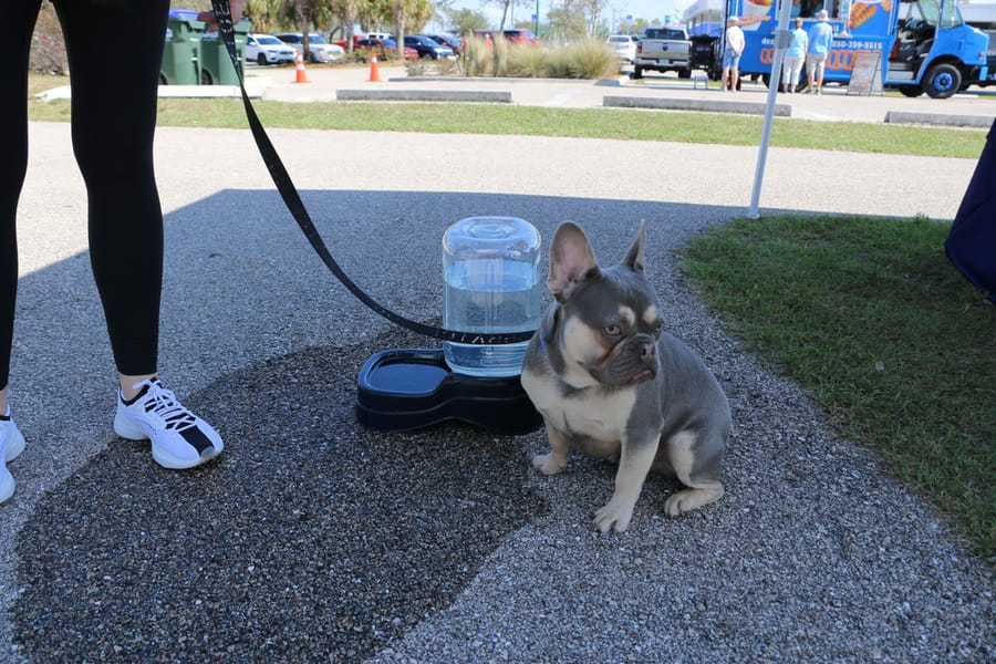 Woofstock_20250208 (3)