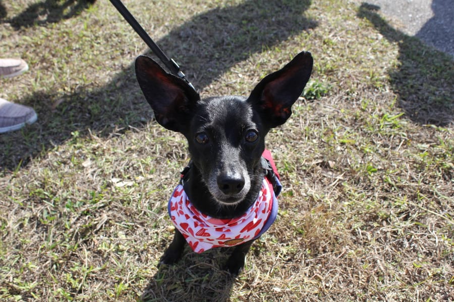Woofstock_20250208 (97)