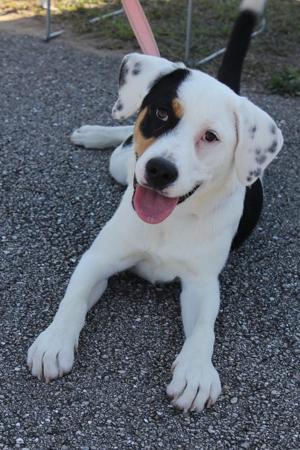 Woofstock_20250208 (100)