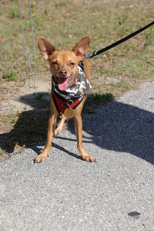 Woofstock_20250208 (27)