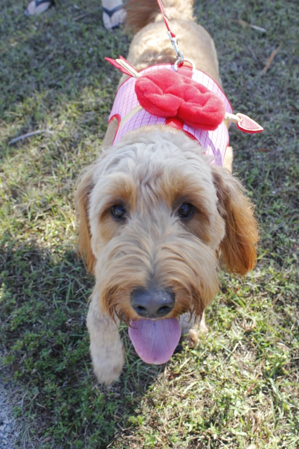 Woofstock_20250208 (49)