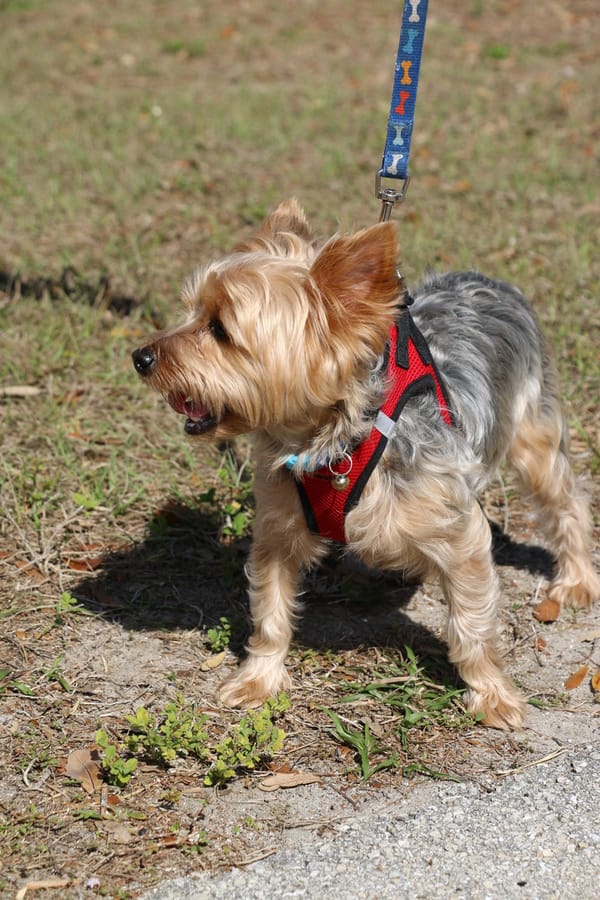 Woofstock_20250208 (28)