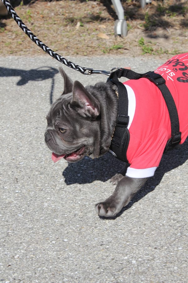 Woofstock_20250208 (107)