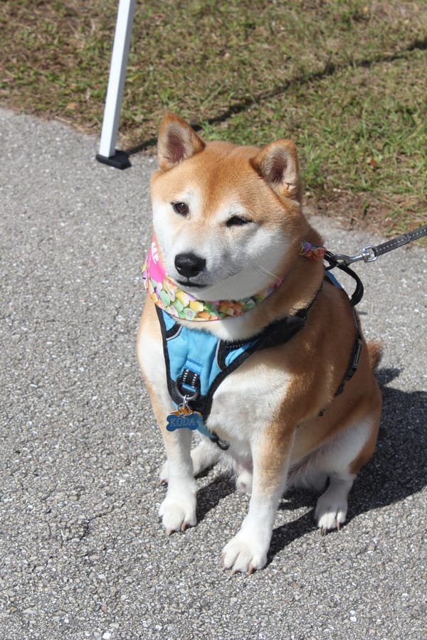 Woofstock_20250208 (117)