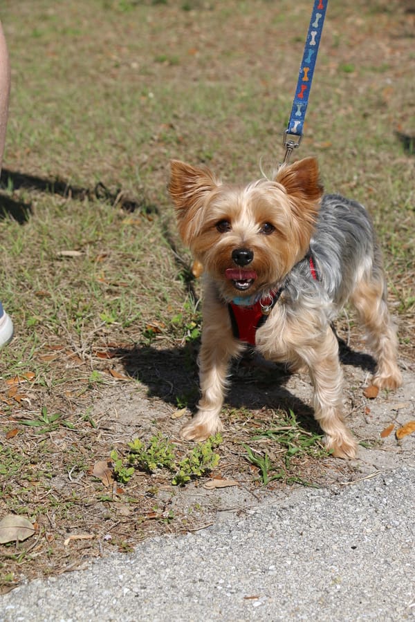 Woofstock_20250208 (26)