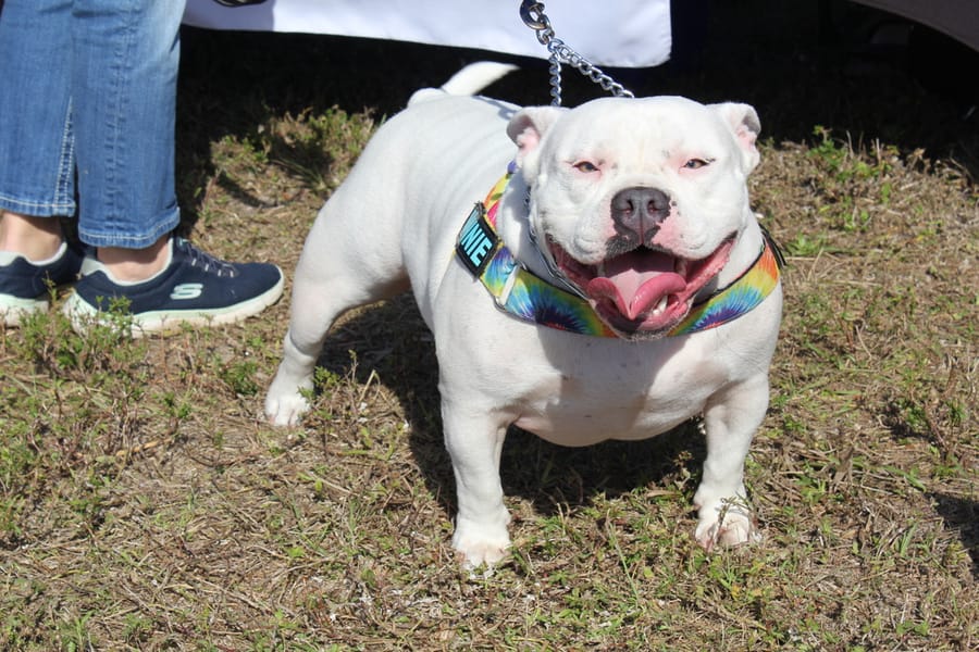 Woofstock_20250208 (116)