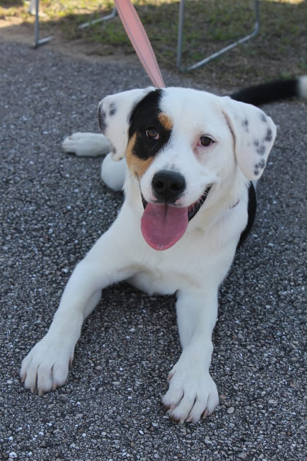 Woofstock_20250208 (99)