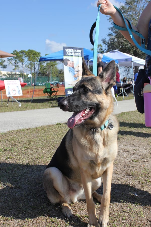 Woofstock_20250208 (103)