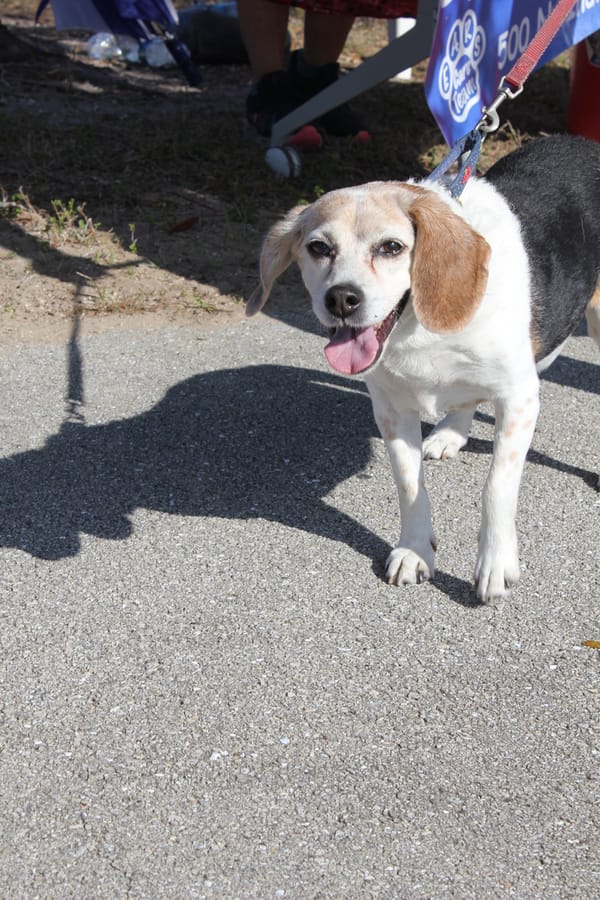 Woofstock_20250208 (93)