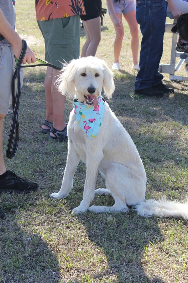 Woofstock_20250208 (109)