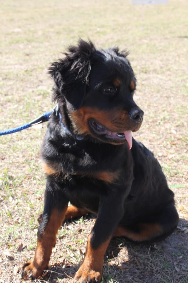 Woofstock_20250208 (102)