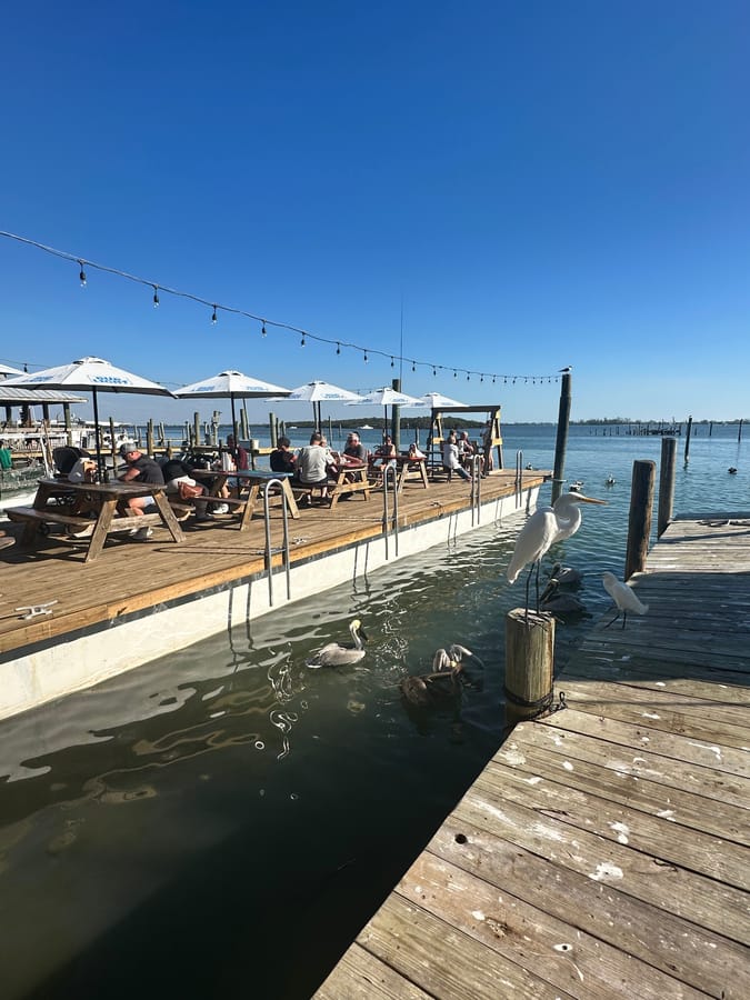 pelicans at Star Fish Company
