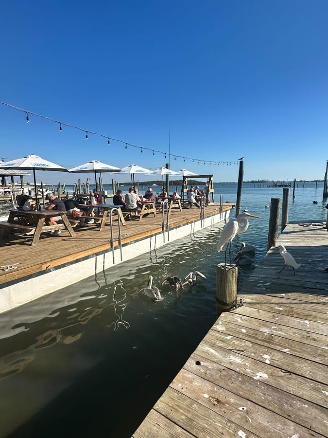 pelicans at Star Fish Company