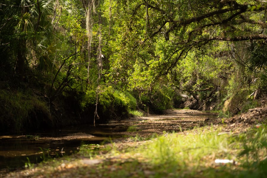 Myakka Clearing-2
