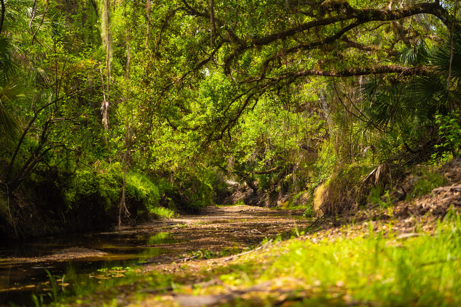 Myakka Clearing-3