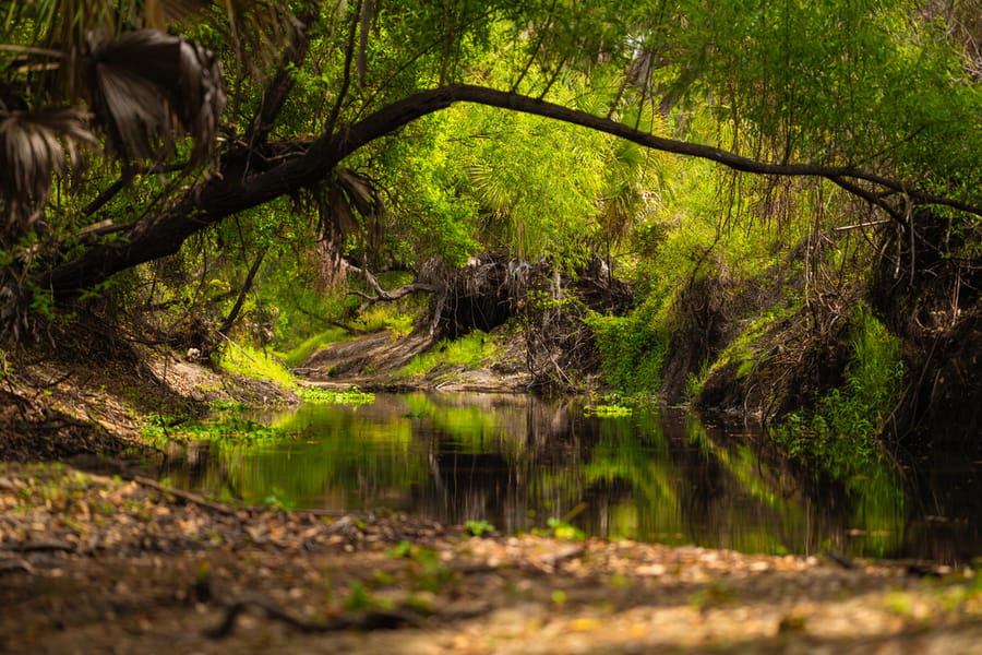 Myakka Clearing-8