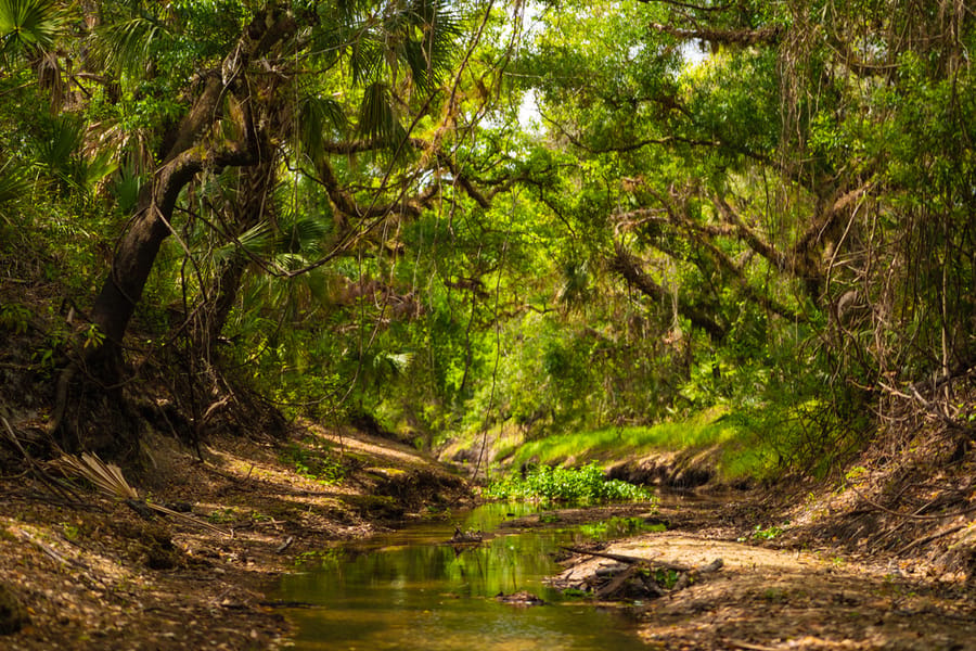 Myakka Clearing-9