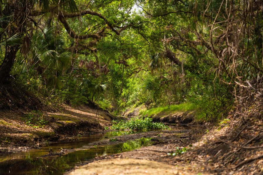Myakka Clearing-5