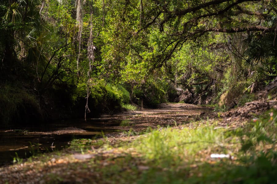 Myakka Clearing