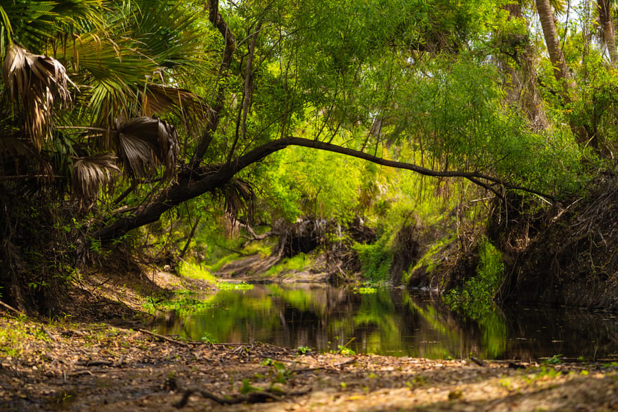 Myakka Clearing-6