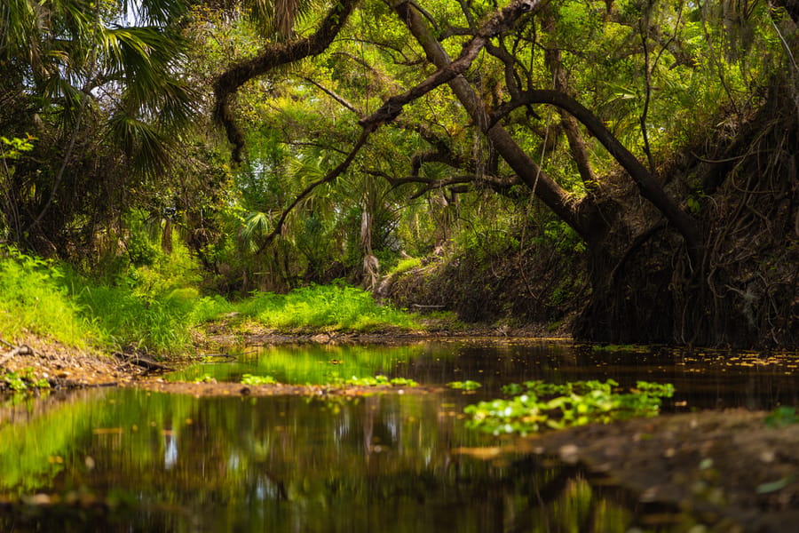 Myakka Clearing-4