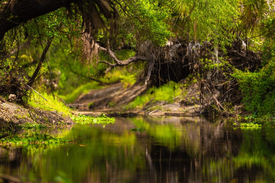 Myakka Clearing-7