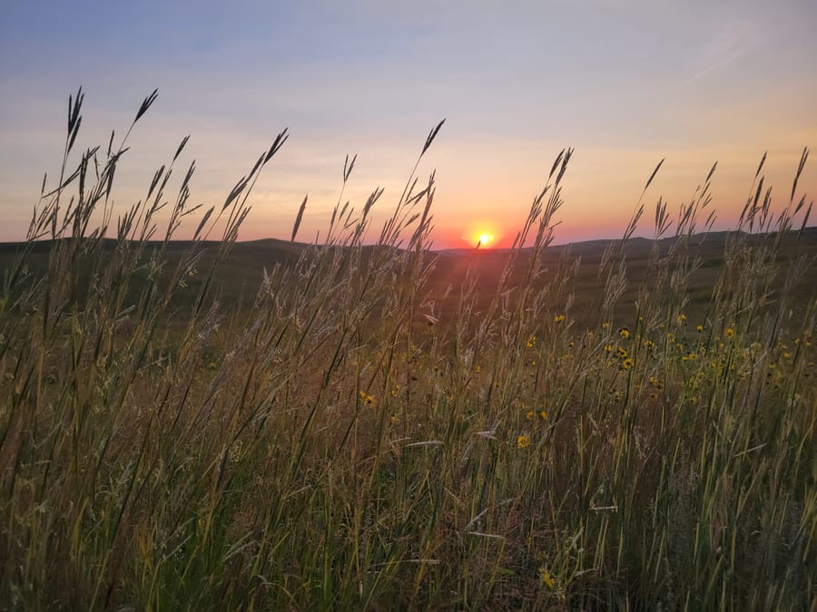 Niobrara Valley Vineyard