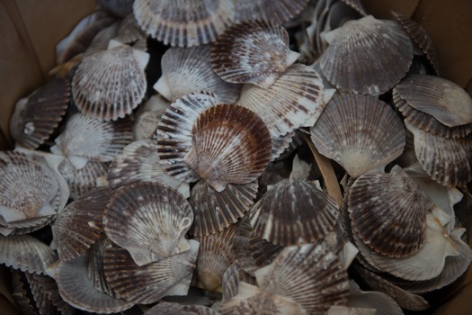 scallops