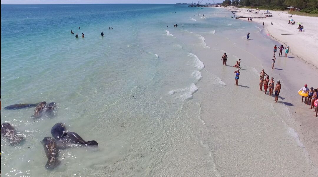 Manatees at Beach