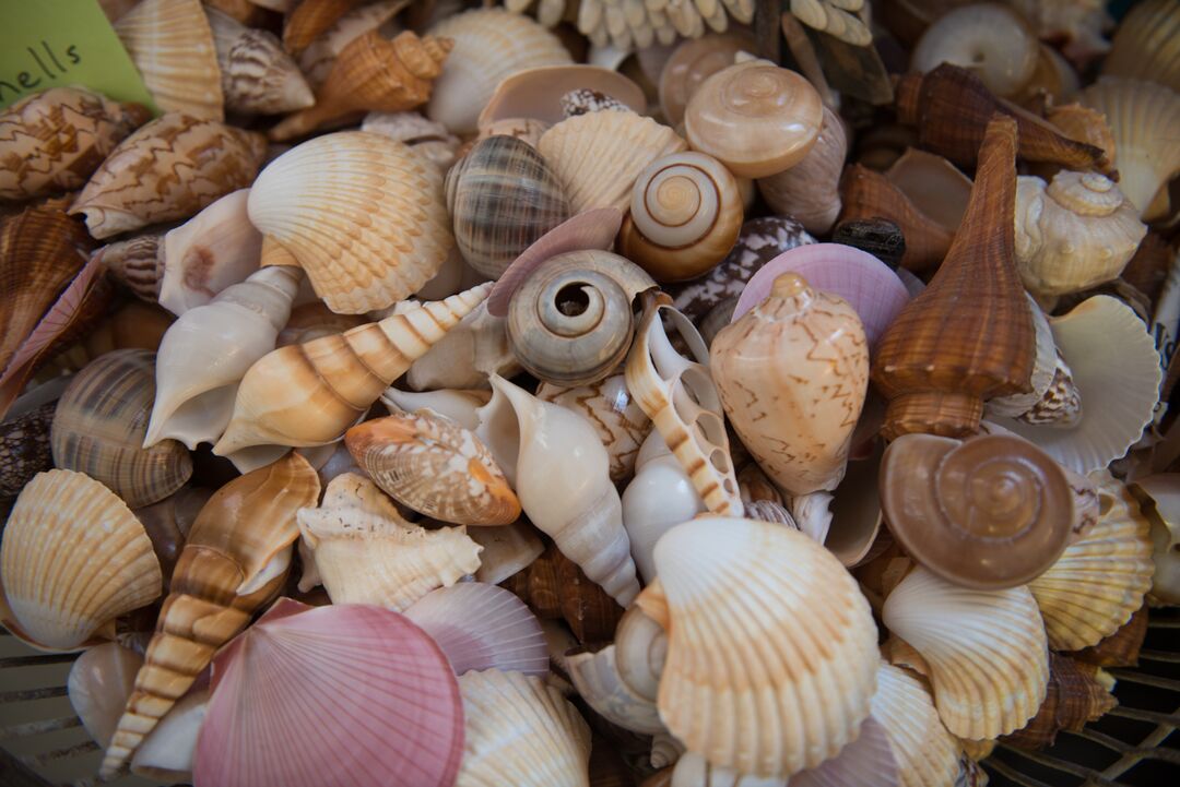 Shells
