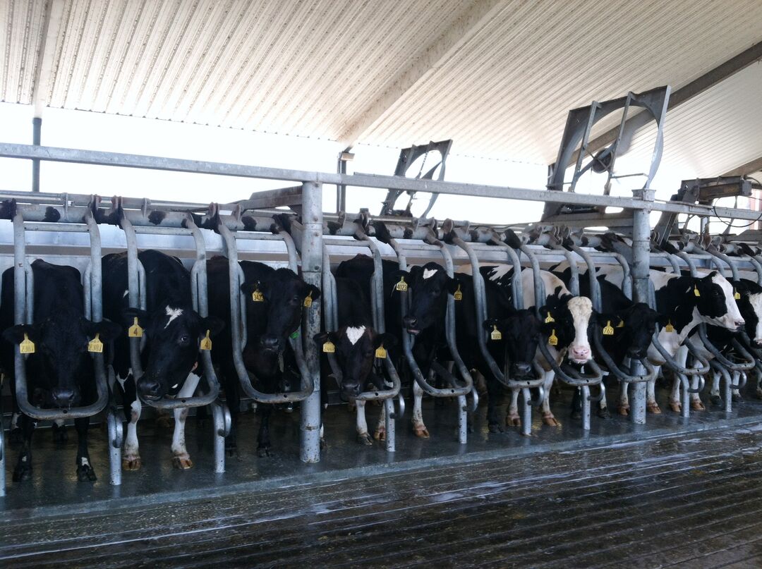Dakin Dairy Farm