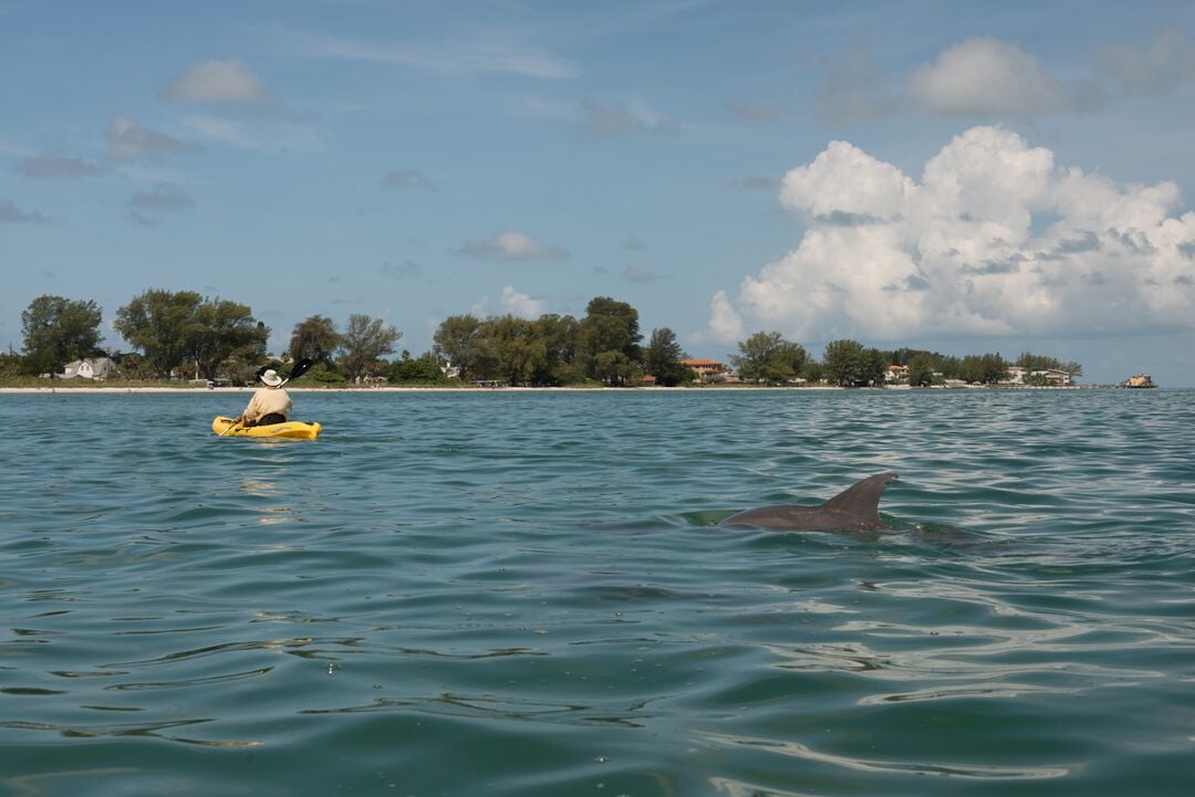 Kayaking with Dolphin