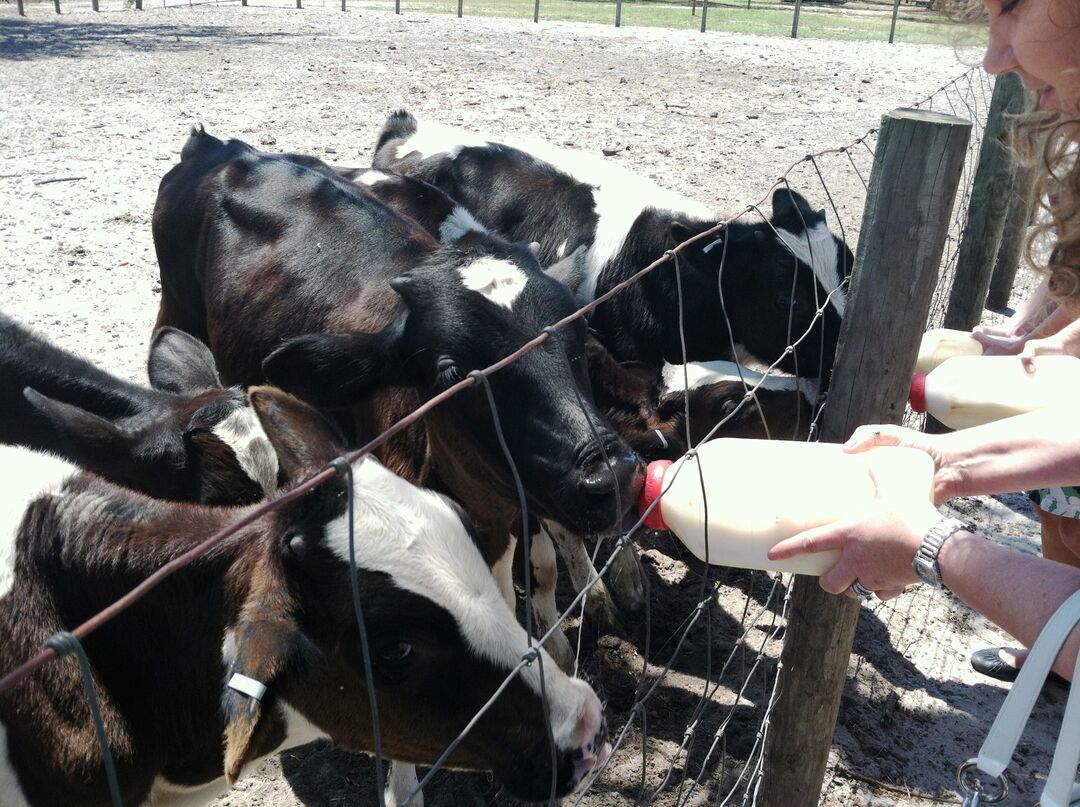 Dakin Dairy Farm