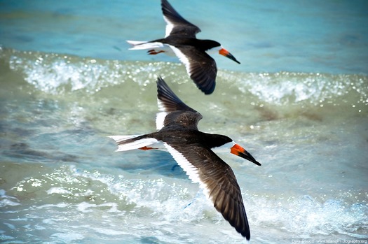 Bird Beach