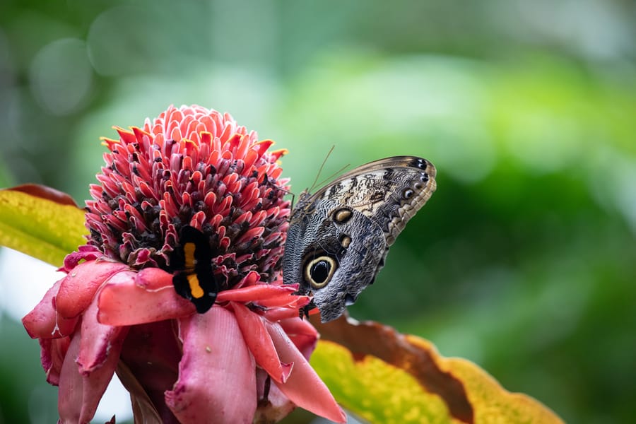 Houston_Museum_of_Natural_Science-Cockrell_Butterfly_Center_3