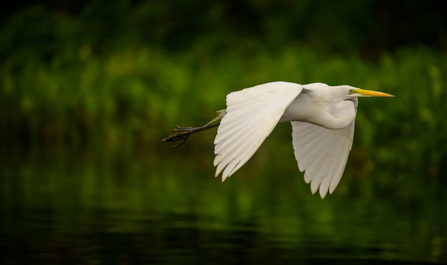Layfayette_Heritage_Trail_Bird 1