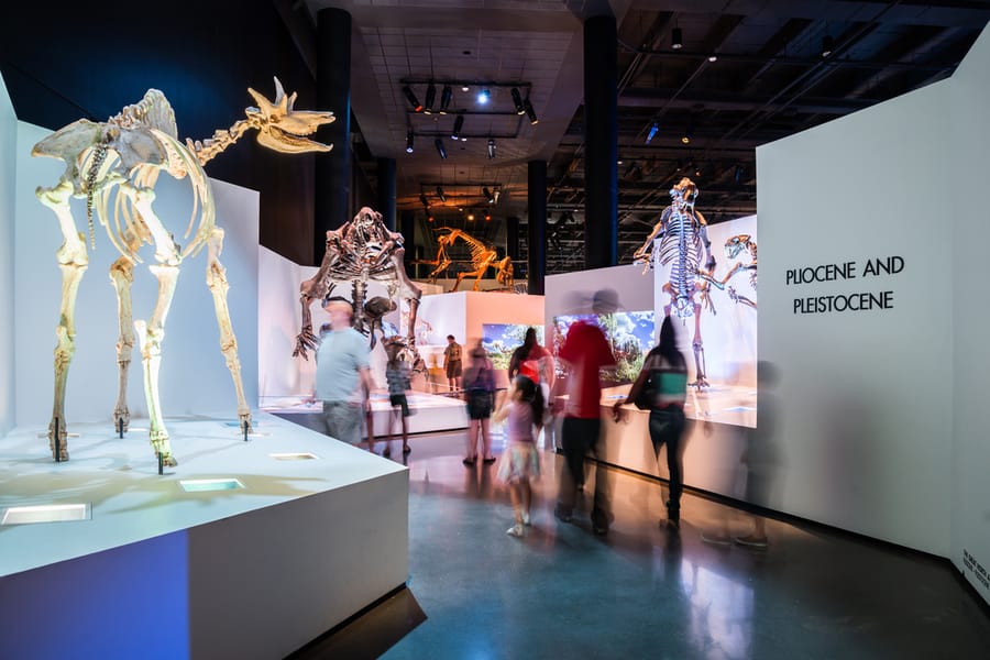 Houston Museum of Natural Science Hall of Paleontology 8