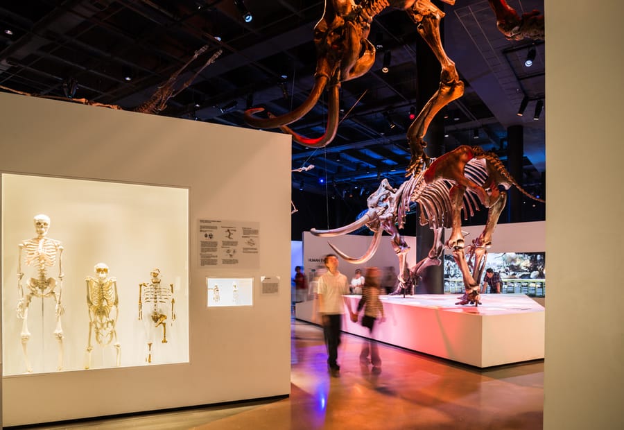 Houston Museum of Natural Science Hall of Paleontology 10