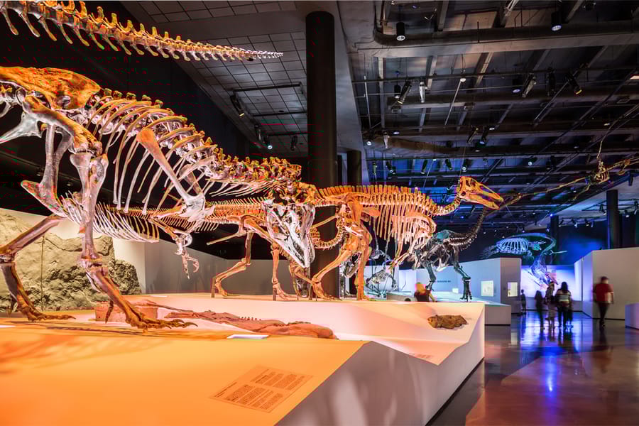 Houston Museum of Natural Science Hall of Paleontology 3