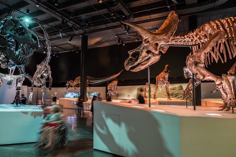 Houston Museum of Natural Science Hall of Paleontology 7