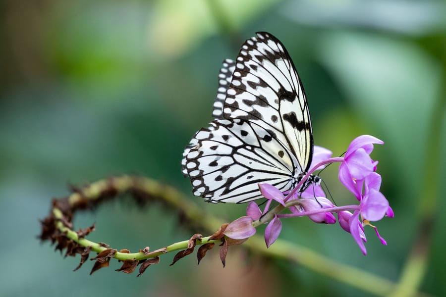 Houston_Museum_of_Natural_Science-Cockrell_Butterfly_Center_4