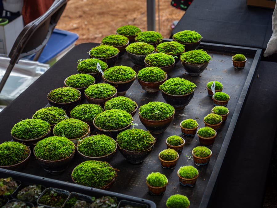 Japan_Festival_Houston_18
