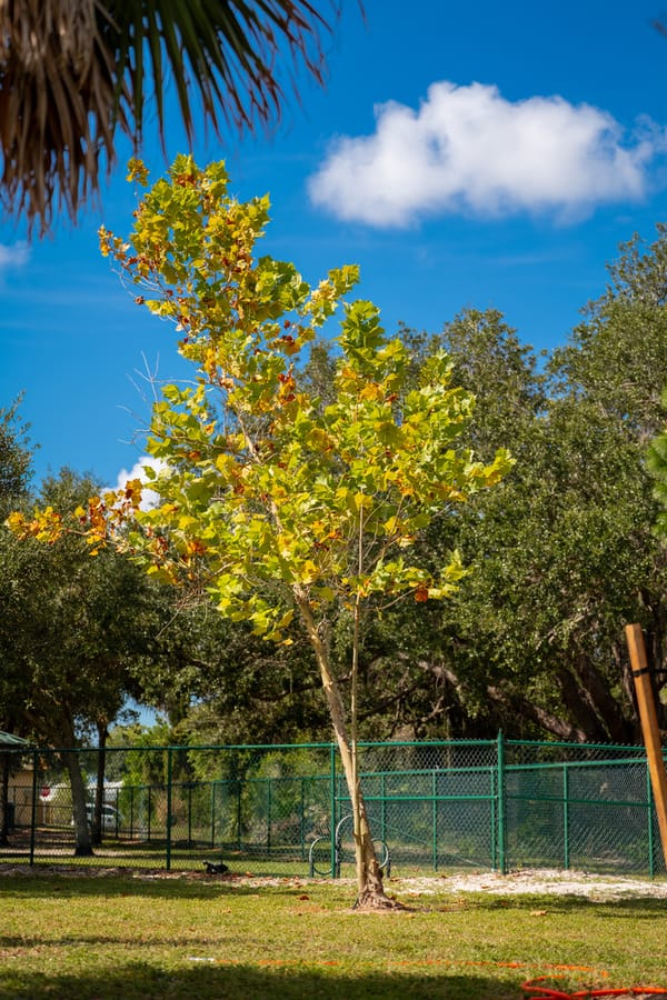 Canine Club Tree Planting_CD-28